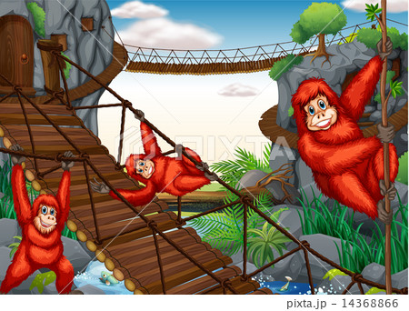 Chimpanzee Chimpanzee 14368866