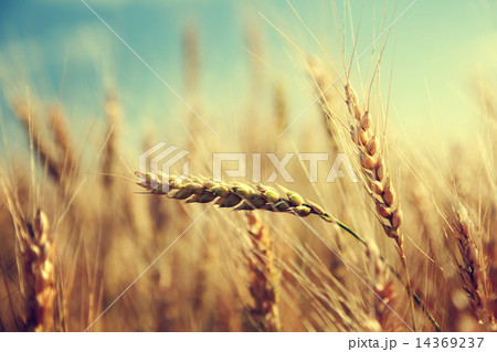 golden wheat field and sunny day 14369237