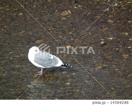 うみねこ 14369286