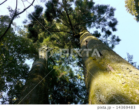 杉の木と空 杉の木と空 14369483