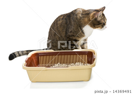 Cat and plastic toilet Cat and plastic toilet 14369491