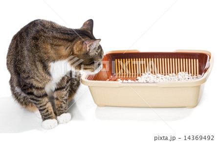 Cat and plastic toilet Cat and plastic toilet 14369492