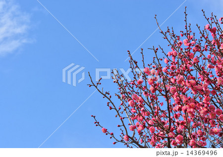 紅梅と青空 紅梅と青空 14369496