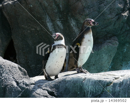 ペンギン ペンギン 14369502