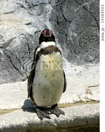 ペンギン ペンギン 14369503