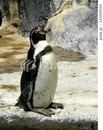 ペンギン ペンギン 14369504