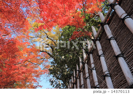 京都　桂離宮　紅葉と穂垣 14370113