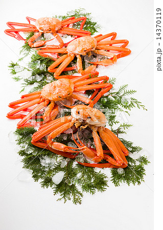 紅ズワイガニ 14370119