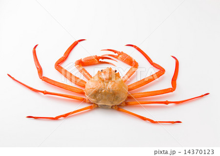 紅ズワイガニ 14370123
