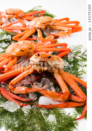紅ズワイガニ 14370160
