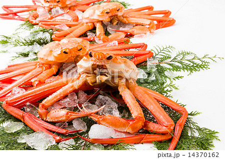紅ズワイガニ 14370162
