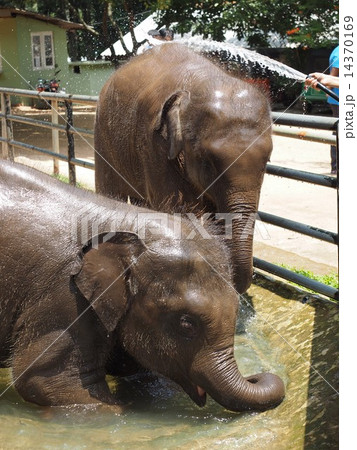 象の水浴び 14370169