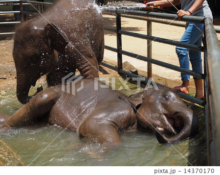 ゾウの水浴び ゾウの水浴び 14370170