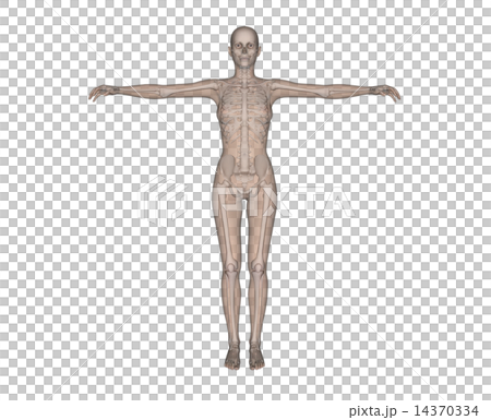 人體標本的解剖傳輸真正的3DCG例證材料 14370334