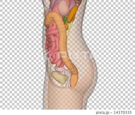 人体標本　解剖　透過　リアル３DCG　イラスト素材 14370335