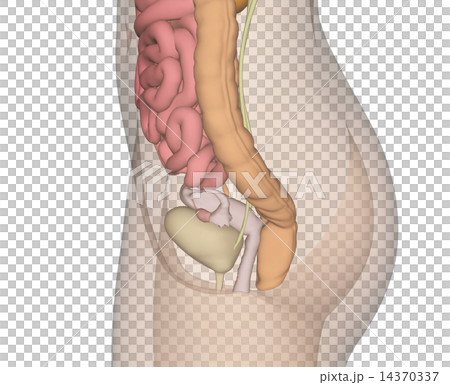 人體標本的解剖傳輸真正的3DCG例證材料 人體標本的解剖傳輸真正的3DCG例證材料 14370337