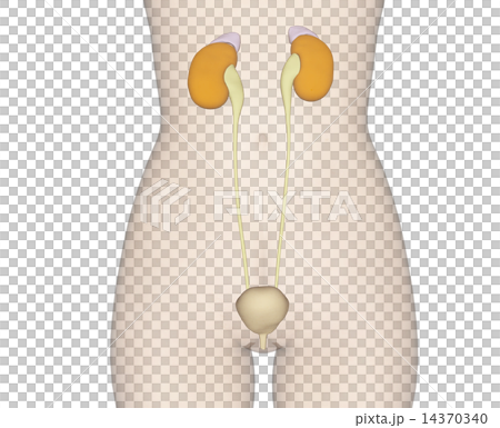 人體標本的解剖傳輸真正的3DCG例證材料 14370340