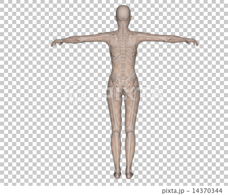 人体標本　解剖　透過　リアル３DCG　イラスト素材 14370344