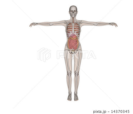 人体標本 解剖 透過 リアル３dcg イラスト素材のイラスト素材