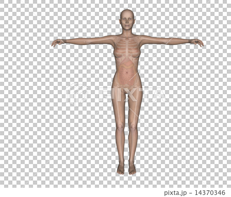 人体標本　解剖　透過　リアル３DCG　イラスト素材 14370346