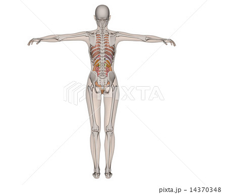 人体標本 解剖 透過 リアル3DCG イラスト素材 人体標本 解剖 透過 リアル3DCG イラスト素材 14370348