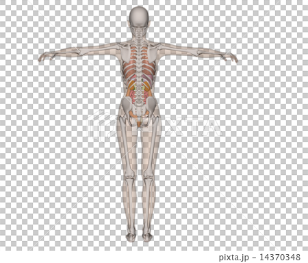 Anatomical transmission of human body specimen Real 3DCG illustration material 14370348