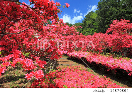 笠間つつじまつり 14370364