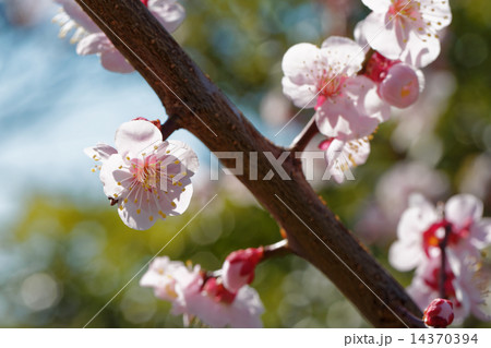 白い梅の花に青空 白い梅の花に青空 14370394