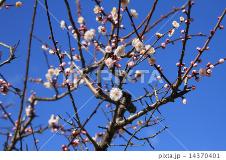 舎人公園の淡い色合いの豊後梅の花に青空 舎人公園の淡い色合いの豊後梅の花に青空 14370401