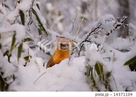 金剛山　雪中のテン 14371104