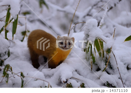 金剛山　雪中のテン 14371110