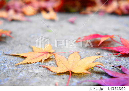 紅葉 14371362