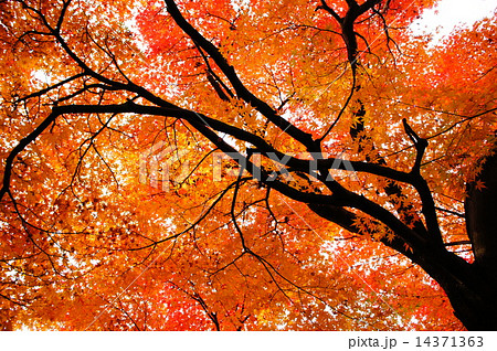 紅葉２ 14371363