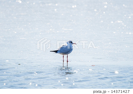 氷上のゆりかもめ 14371427