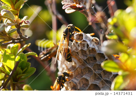 アシナガバチの巣 14371431
