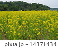 菜の花畑 14371434