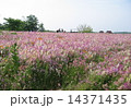 花畑 14371435