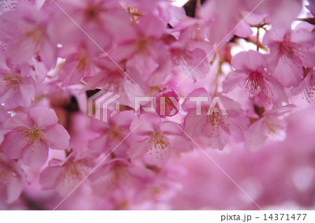 湘南鵠沼・河津桜 14371477