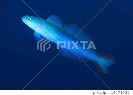 クロユリハゼ クロユリハゼ 14371536