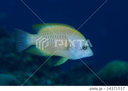 ギチベラ ギチベラ 14371537