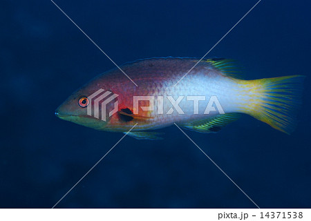 スミツキベラ スミツキベラ 14371538