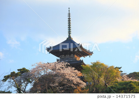 三溪園三重塔の桜 14371575