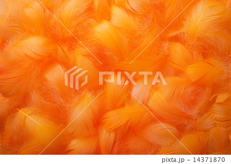 Soft and gentle theme with feathers Soft and gentle theme with feathers 14371870