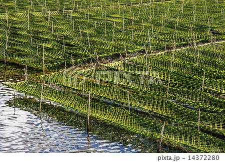 海苔養殖 14372280