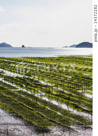 海苔養殖　伊勢志摩の風景 14372282