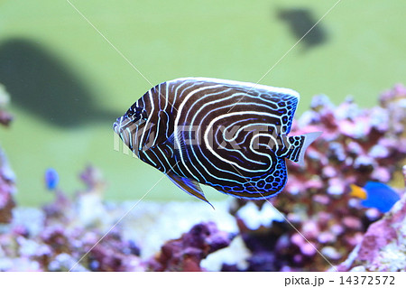 タテジマキンチャクダイの幼魚 タテジマキンチャクダイの幼魚 14372572