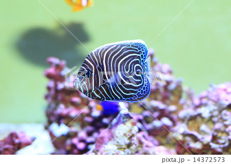 タテジマキンチャクダイの幼魚 14372573