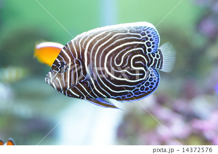 タテジマキンチャクダイの幼魚 14372576
