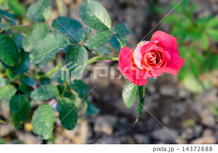 fresh roses flower 14372688