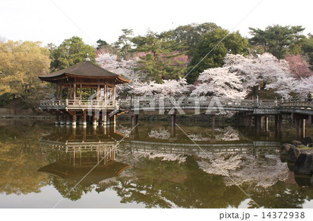 奈良　浮見堂の桜 14372938